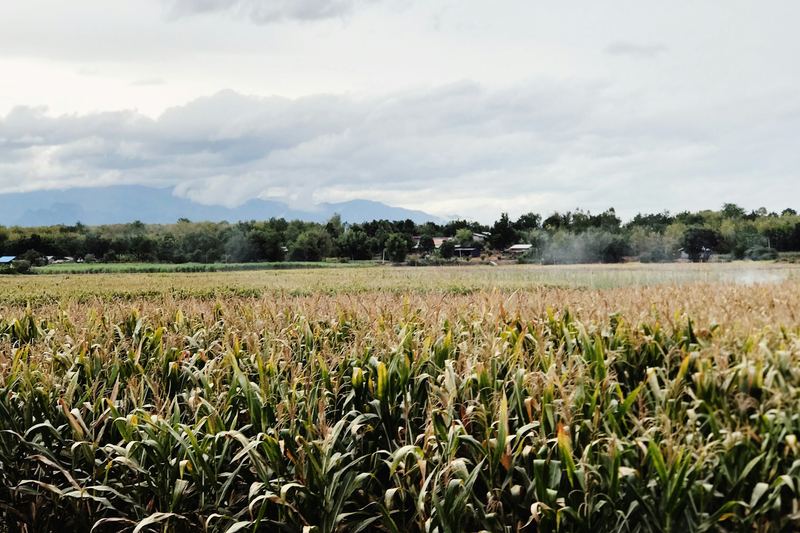 Field of tall green corn plants under a bright sky