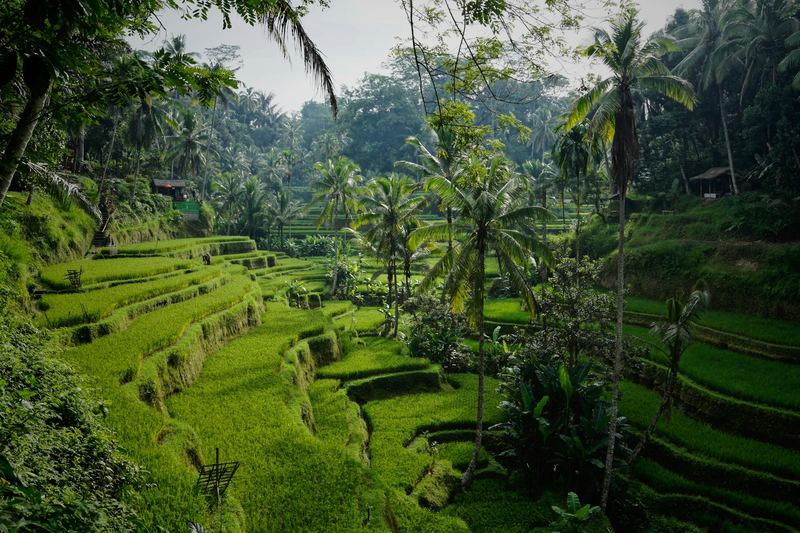 Green rice terraces lined with palm trees in Tegallalang, Bali