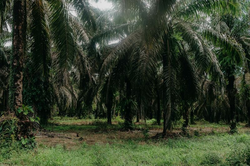 Dense oil palm plantation with green undergrowth between the trunks