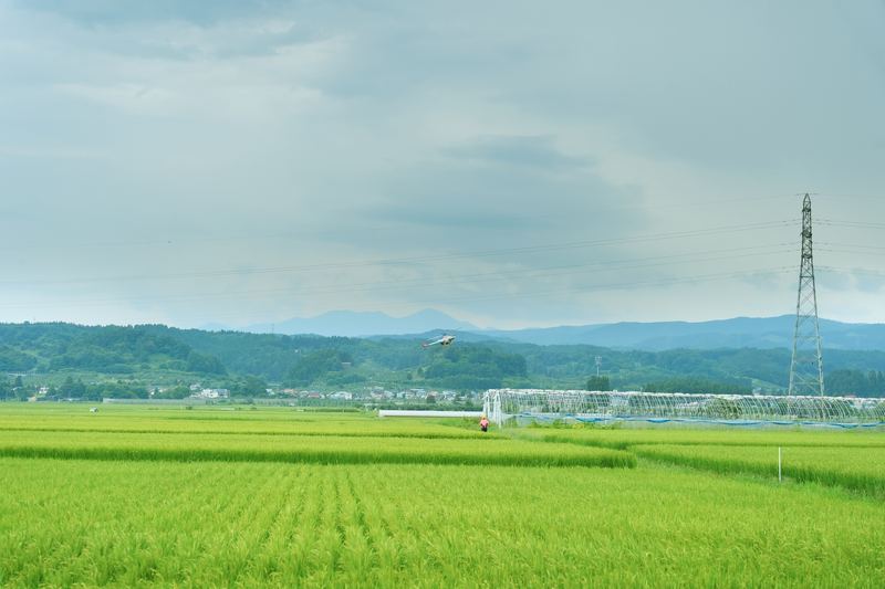 Spray drone flying low over a flat green rice field with hills on the horizon